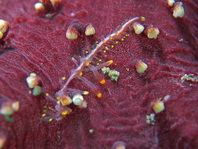 Syllids Worm - Paraopisthosyllis sp - Syllidenwurm 