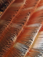 Fan worm - <em>Sabellastarte indica</em> - Indischer Röhrenwurm