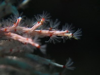 Feather Duster Worm - Salmacina sp1 - Filigraner Kalkröhrenwurm