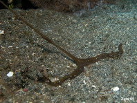 Echiuran Worms - Echiura - Igelwürmer 