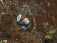 Acoel Flatworms - Acoela sp - Korallen Strudelwürmer