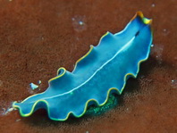 Marine Blue Flatworm - Cycloporus venetus - Marinblauer Strudelwurm / Plattwurm