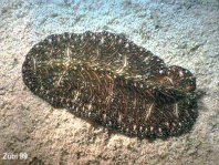 Flatworm - Plattwurm Strudelwurm