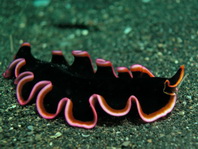 Marine Worms - Würmer