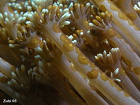Acoel Flatworms - Waminoa sp. - Korallen Strudelwürmer