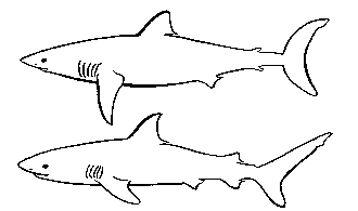 Oceanic shark - reef shark