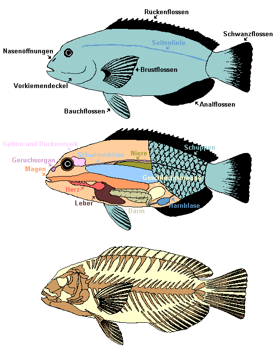 Anatomie des Knochenfisches (innere Organe, Skelett) Copyright Zubi