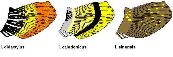 IIdentification inner fins of devilfishes - <em>Inimicus didactylus</em> / <em>Inimicus caledonicus</em> / <em>Inimicus sinensis</em> - Identifikationshilfe innere Flossen der Teufelsfische