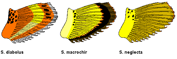 Inner surface of the scorpionfishes  Scorpaenopsis diabolus, S. macrochir,  Scorpaenopsis neglecta - Innere Flossenzeichnung der Skorpionfische