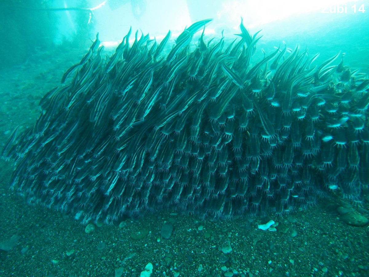 Striped Catfish - Plotosus lineatus - Gestreifter Korallenwels