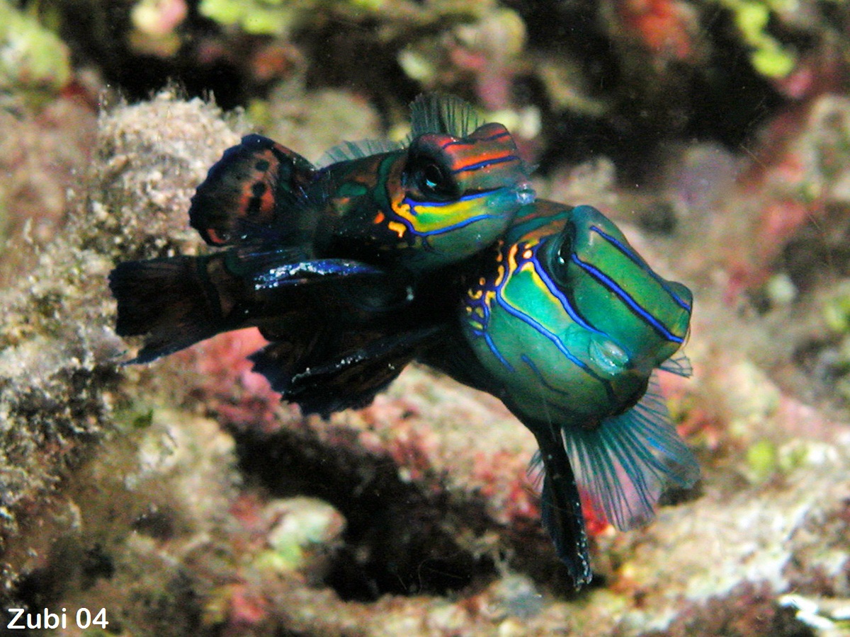 mating Mandarinfishes - paarende Mandarinfisch