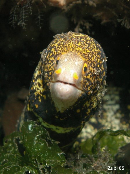 Moray eel - Murne