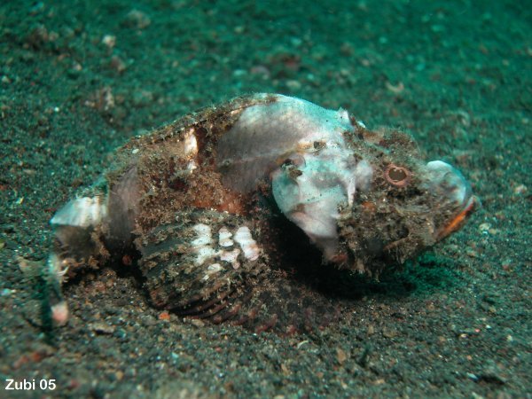 false stonefish = devil scorpionfish (Scorpaenopsis diabolus) / Buckel-Drachenkopf = falscher Steinfisch