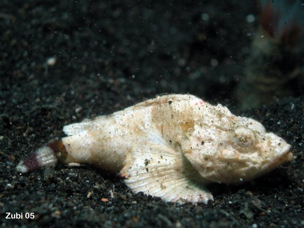 white devil Scorpionfish - weisser Buckeldrachenkopf