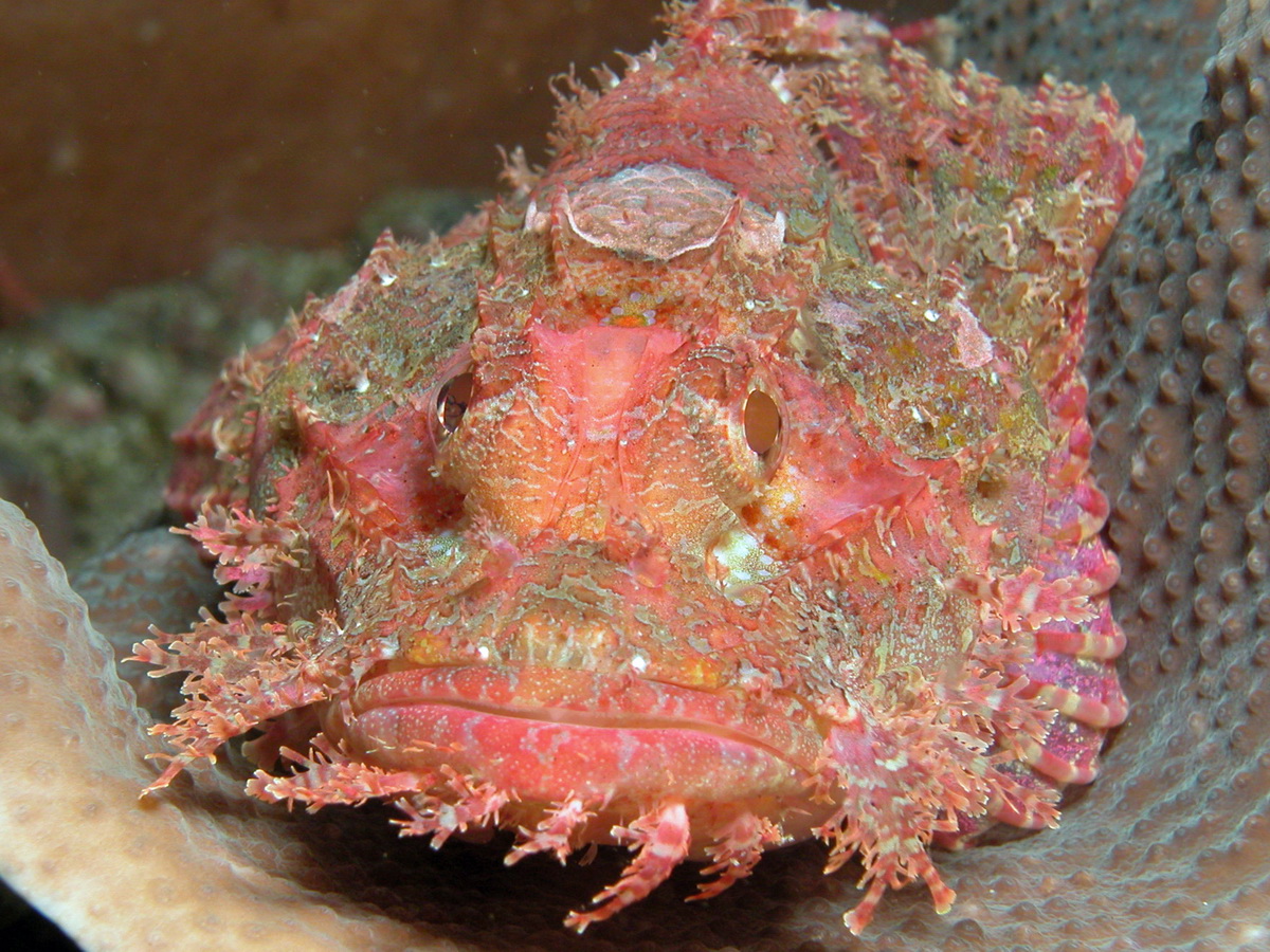 scorpionfish - Drachenkopf