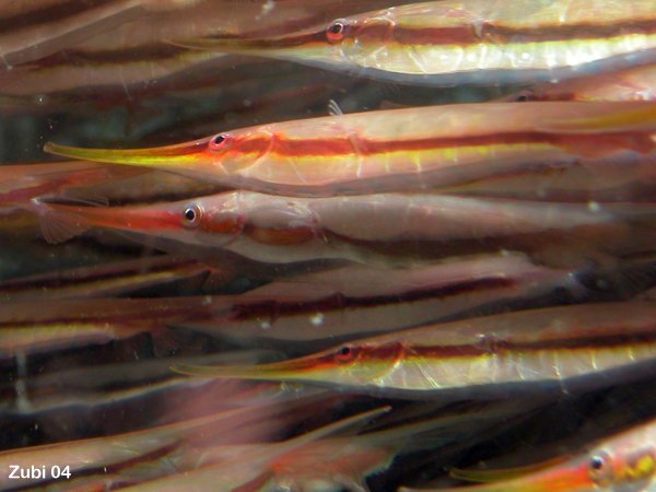 Rigid Shrimpfish - Centriscus scutatus - Steifer Schnepfenmesserfisch