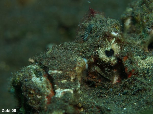 leaf scorpionfish - Schaukelfisch