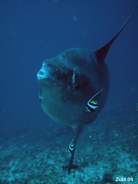 Fish: sunfish (Mola mola, Masturus lanceolatus, Ranzania laevis