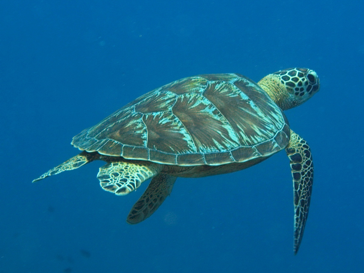 marine turtles - characteristics, key to the 7 marine species
