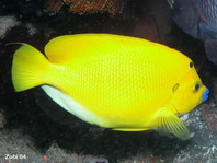 Three-spot Angelfish - Apolemichthys trimaculatus - Gelber Dreipunkt-Kaiserfisch