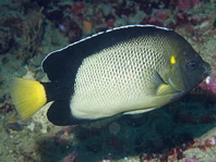 Red Sea Angelfish - Apolemichthys xanthotis - Arabischer Rauchkaiserfisch
