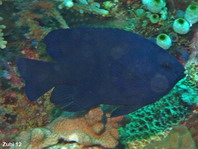 Dusky Angelfish (orange coloring can fade) - Centropyge bispinosus - Gestreifter Zwergkaiser (orange Seiten können verschwinden)