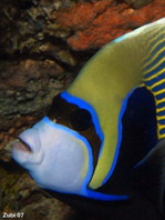 Emperor angelfish - <em>Pomacanthus imperator</em> - Imperator Kaiserfisch