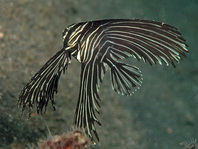 Juvenile Zebra Batfish - Platax batavianus - Jungtier Buckelkopf Fledermausfisch