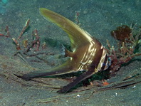 pre-adult Hump-headed Spadefish (Zebra Batfish) - <em>Platax batavianus</em> - Buckelkopf Fledermausfisch, Semiadultes Tier 