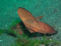 Juvenile Circular Batfish - Platax orbicularis - Rundkopf Fledermausfisch Jungtier