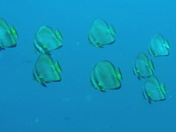Circular Batfish (Spadefish) - Platax orbicularis - Rundkopf Fledermausfisch