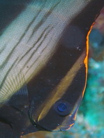 Pinnate Batfish pre-adult - <em>Platax pinnatus</em> - Semiadulter Spitzmaul Fledermausfisch 