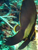 Pinnate Batfish pre-adult - <em>Platax pinnatus</em> - Semiadulter Spitzmaul Fledermausfisch 