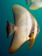 Juvenile Longfin Batfish - <em>Platax teira</em> - Jungtier Langflossen Fledermausfisch