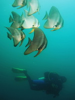 Longfin Batfish - <em>Platax teira</em> - Langflossen Fledermausfisch