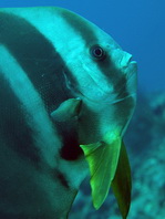 Longfin Batfish - Platax teira - Langflossen Fledermausfisch