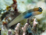 Bluebelly Blenny	- Ecsenius caeruliventris - Blaubauch Kammzahnschleimfisch