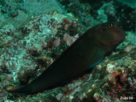 Large-banded Blenny - Ophioblennius steindachneri - Panama Blenny (Schleimfisch) 