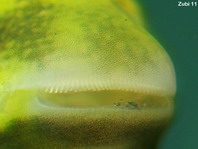 Shorthead Fangblenny - <em>Petroscirtes breviceps</em> - Kurzkopf-Säbelzahnschleimfisch