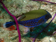 Bluetail Boxfish (Trunkfish) - Ostracion cyanurus - Arabischer Kofferfisch
