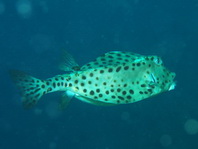 Shortnose Boxfish - <em>Rhynchostracion nasus</em> - Nasen Kofferfisch