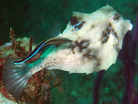 Humpback Turretfish (Boxfish) - Tetrosomus gibbosus - Pyramiden-Kofferfisch