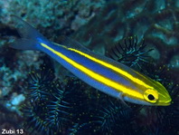 Yellow-striped Whiptail (Coral Bream) - Pentapodus aureofasciatus - Gelbstreifen Scheinschnapper
