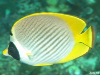 Panda Butterflyfish - <em>Chaetodon adiergastos</em> - Panda-Falterfisch