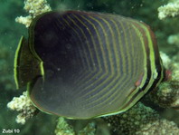 Eastern triangle Butterflyfish - Chaetodon baronessa - Pazifischer Baroness-Falterfisch 