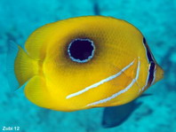 Eclipse Butterflyfish - Chaetodon bennetti - Bennetts Falterfisch