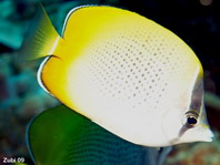 Speckled Butterflyfish - Chaetodon citrinellus - Punktierter Falterfisch
