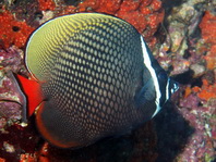 Collared Butterflyfish - <em>Chaetodon collare</em> - Halsband Falterfisch