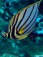 Meyer's Butterflyfish - <em>Chaetodon meyeri</em> - Schwarzstreifen-Falterfisch