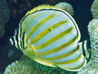 Ornate Butterflyfish - Chaetodon ornatissimus - Orangestreifen-Falterfisch